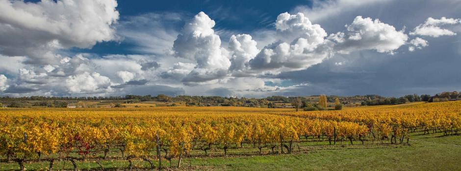 Les rangs de vignes et les paysages vallonnés autour du Palanquey