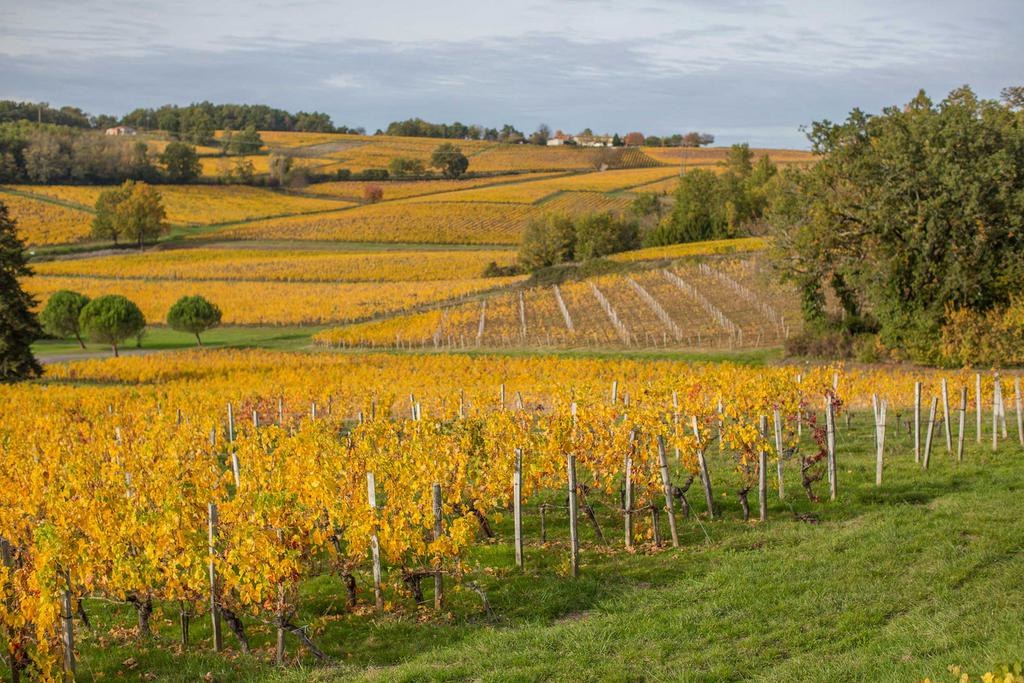 Le vignoble